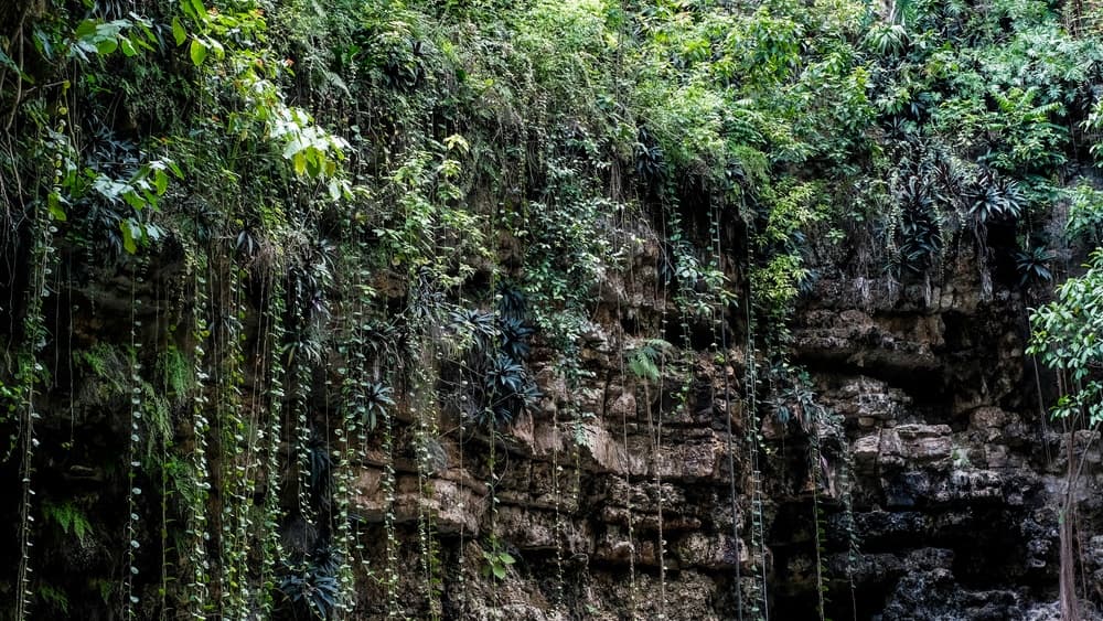 Interior cenote xcajum