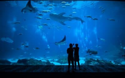 Panoramic view of the Inbursa aquarium