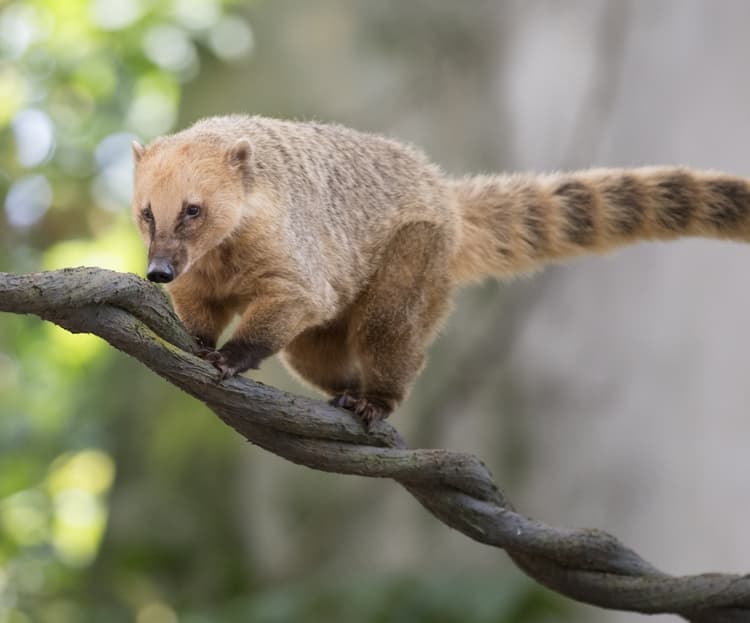 Coati en el bosque