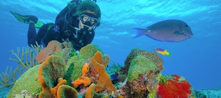 The great coral reef