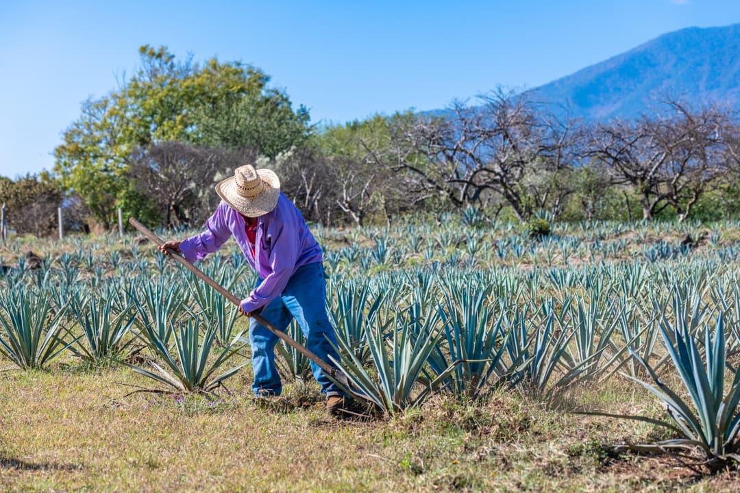 What is the famous tequila tour Jalisco?