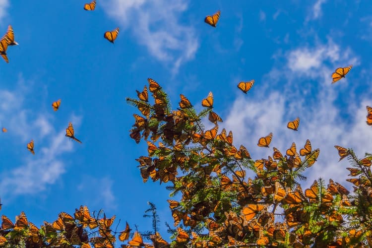 Santuario en México de mariposas monarca