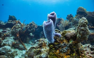 Depths of the sea