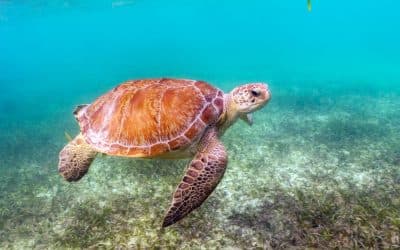 Turtle swimming in Akumal beach