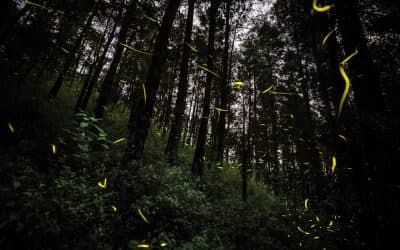 Nanacamilpa and the firefly show