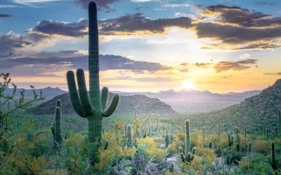 Panoramic view of the Sonoran Desert