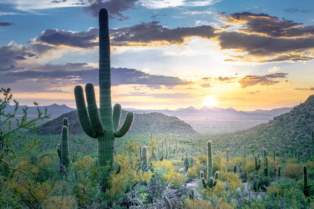 Panoramic view of the Sonoran Desert