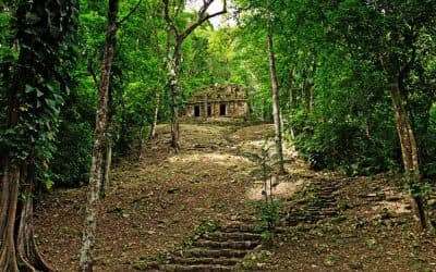 Chiapas rainforest