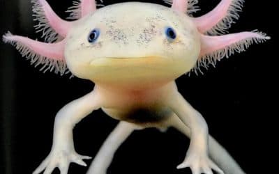 Ajolote anfibio de México