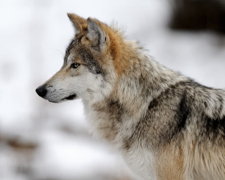 Peligro de extinción del lobo mexicano