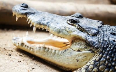 Morelet's crocodile portrait