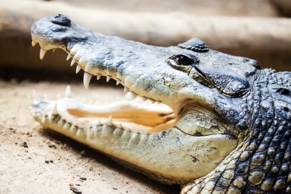 Morelet's crocodile portrait