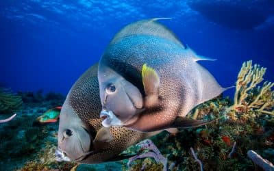 Inside the Mexican reef
